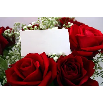 Fresh Red Rose Flower